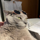 Gafas De Sol Para Gatos Y Perros Vintage Redondas