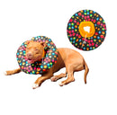 Collar Isabelino Para Recuperación Cirugia Perro O Gato Tallas Cubo